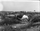 Havstrut över ungar i bo