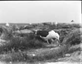 Havstrut över ungar i bo