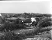 Havstrut vid bo med ungar