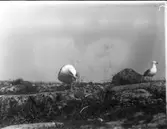 Gråtrut seende ned på ungen