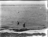 Fiskmåsungar