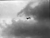 Fiskmås, flygbild från Köpenhamnsbåt