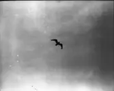 Fiskmås, flygbild från Köpenshamnsbåt