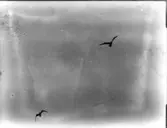 Fiskmås, flygbild från Köpenhamnsbåt