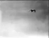 Fiskmås, flygbild från Köpenhamnsbåt