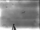 Fiskmås, flygbild från Köpenhamnsbåt