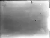 Fiskmås, flygbild från Köpenhamnsbåt