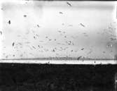 Skrattmås och tärnor