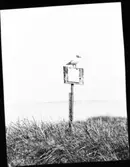 Skrattmåsen på anslagstavlan