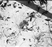 Småtärne-bo med ägg och nykläckta ungar