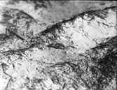 Information på negativ: Småtärna.