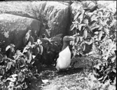 Tordmule nära bo innanför växlighet vid stenhäll