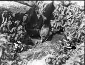 Tordmule nära bo invid stenhäll bland växligheten