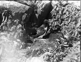 Tordmule nära bo invid stenhäll bland växligheten