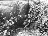 Tordmule nära bo invid stenhäll bland växligheten