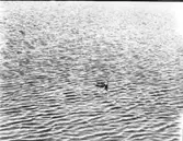 Sjöfågel, svan, svanungar mm