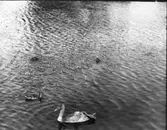 Sjöfågel, svan, svanungar  mm