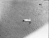 Sjöfågel, svan, svanungar mm