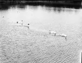 Sjöfågel, svan, svanungar mm