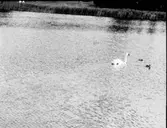 Sjöfågel, svan, svanungar mm