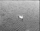 Sjöfågel, svan, svanungar mm