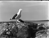 Ägg av havstrut eller gråtrut