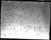 (Fåglar under flykt)