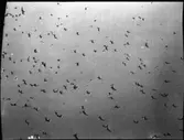 (Fåglar under flykt)
