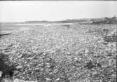 (Kust, strand med klappersten)