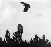 Kråka, Corvus corone cormix, mot uv.