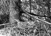 Fågelbo med ungar färdiga att lämna boet. Nötkråka, Nucifraga. 4 Maj 1935