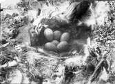 Fågelbo , Kaja Corvus Monedula I Vellinge Kyrktorn 5 Maj 1905
