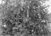 Fågelbo för Mindre Korsnäbb, Loxia curvirostra, Boet högt uppe i granen som pilen pekar på. 7 Feb 1914