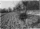 Bo av Råka, Corvus Frugileus. Nedtaget 16 april 1905