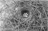 Fågelbo, skata, Pica Caudata Botaket avtaget. Fotograferat den 27 april 1907