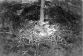 Fågelbo med ungar, Nötskrika, Gárrulus g.glandárius. Fotograferat den 8 Juni1906