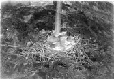 Fågelbo med ungar, Nötskrika, Gárrulus g.glandárius. Fotograferat den 8 Juni 1906