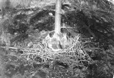 Fågelbo med ungar, Nötskrika, Gárrulus g.glandárius. Fotograferat den 8 Juni 1906