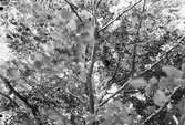 Biotop för Stenknäck, Coccothraustes vulgaris, 6 juni 1909, nära Malmö.