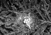 Biotop för grönfink, Fringilla chloris. 25 maj 1912