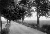 Boplats för grönfink, Fringilla chloris. Allén mot Alnarp, Skåne, 1920.