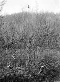 Boplats för gråsiska (alsiska) Acanthis linaris (Linota linaris)
Njuonjes, Kvickjock 21/6 1904
Det lilla boet midt i bilden