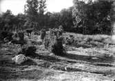 Boplats för hämpling, Aceathis cannabina
Bökebergsslätt, Skåne 15/7 1918