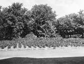 Biotop för gulhämpling (Serinus serinus)
Falsterbo? 1943