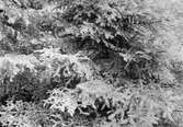 Domherre, Pyrrhula vulgaris,      St. Röå Hjo, 29 juni 1912     (grenarna kring boet förda åt sidan)