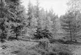 Biotop för  domherre, Pyrrhula vulgaris,      St. Röå Hjo, Vestergötland