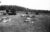 Boplats Gulsparv, Emberiza Citrinella 10 maj 1914