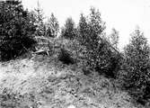 Boplats för Ortolansparv, Emberiza hortulana 21/6 1913