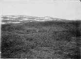 Biotop för Lappsparv, Emberiza Lapponica med bo. (vitt kryss mitt i bilden) 18/6 1904