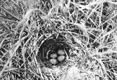 Alauda cristata Malmö 5 Maj 1966.